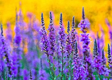 《空洞骑士：丝之歌》太火爆 新玩家第一个BOSS却是登录崩溃引热议